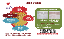 有機丹波赤豆 (圖1)