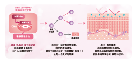 紅車軸草花提取物(圖1)